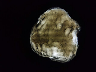 moldavite mineral isolated