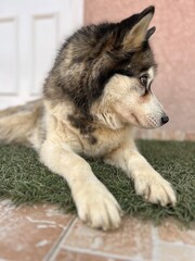 Husky