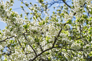 Blossoming of cherry flowers in spring time with green leaves and copyspace, macro