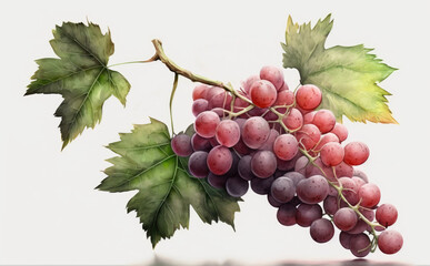 Obraz premium drawn red grape on white background watercolor fruit organic food illustrations Generative AI