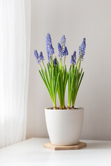 Blue muscari flowers - 584683577