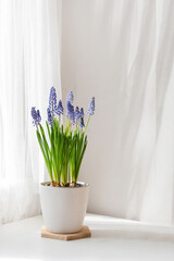 Blue muscari flowers - 584683587