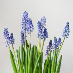 Blue muscari flowers - 584683594