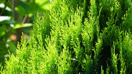thuja. arbor vitae or thuja occidentalis a globe-shaped evergreen shrub in garden center - globe arborvitae
