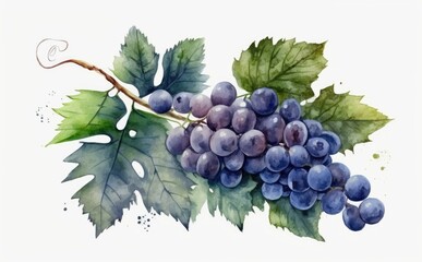 Obraz premium drawn blue grape on white background watercolor fruit organic food illustrations Generative AI