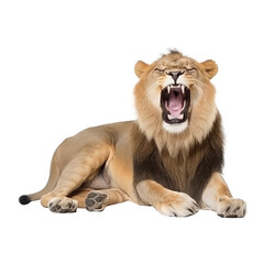 Obraz premium lion isolated on background