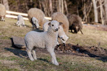 closeup of lamb standing on grass with flock of sheep grazing in background