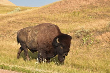 American Buffalo Carving a Path Through a Prairie