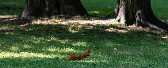 squirrel in a park