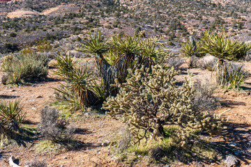 Fototapeta na wymiar Plants like the Cholla and Yucca found in the Red Rock Canyon National Conservation Area