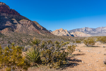 Desert plants dot the valley juxtaposed againsts the desolate rocky geology of Red Rock Canyon National Conservation Area