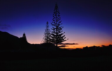 Sunset silhouettes of Norfolk pine trees at Punkenui Beach in New Zealand.