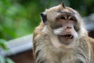Monyet Hutan Forest Monkey Indonesia

Interact with long-tailed macaques in their natural habitat in the peaceful ambience of Bali’s lush forests. The Sacred Monkey Forest Sanctuary is home to over 