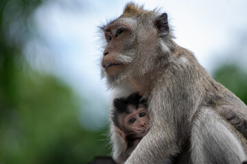 Monyet Hutan Forest Monkey Indonesia

Interact with long-tailed macaques in their natural habitat in the peaceful ambience of Bali’s lush forests. The Sacred Monkey Forest Sanctuary is home to over 