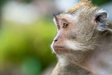 Monyet Hutan Forest Monkey Indonesia

Interact with long-tailed macaques in their natural habitat in the peaceful ambience of Bali’s lush forests. The Sacred Monkey Forest Sanctuary is home to over 