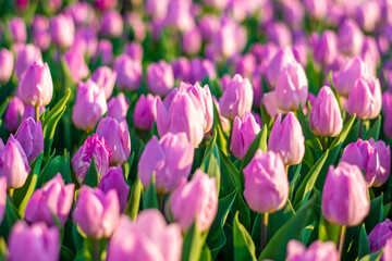 Fototapeta premium Field of lilac tulips at sunset Floral background Tulip spring flowers concept