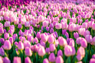 Field of lilac tulips at sunset Floral background Tulip spring flowers concept