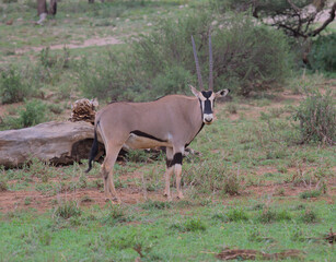 full length side profile of east african oryx looking alert with head turned in the wild savannah of buffalo springs national reserve, kenya