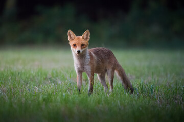Junger Fuchs am frühen Morgen auf der Futtersuche (stehend)