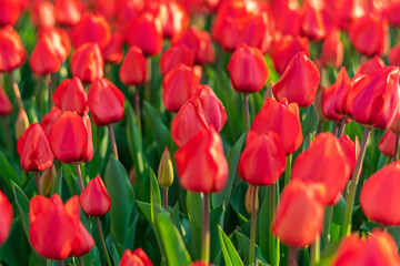 Field of red tulips at sunset Floral background Tulip spring flowers concept