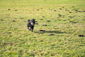 Fototapeta na wymiar Black Goldendoddle running in a meadow while playing. Fluffy long black coat.