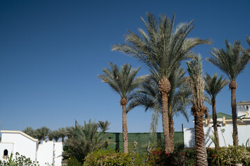 Fototapeta premium Palm trees against white home by the beach with blue sky and sand The top of the house or apartment with nice window