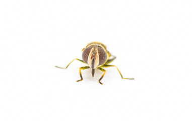 Palpada agrorum - the Double banded Plushback - front face  view isolated on white background with pollen all over it