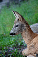 capriolo (Capreolus capreolus) Roe deer