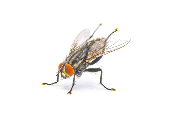 Adult flesh fly - Sarcophaga crassipalpis Macquart - these flies depend on live or dead tissue to...