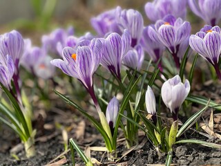 Blooming purple crocus flowers first spring flowers in march and  april