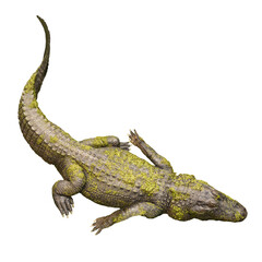 Cutout of an isolated alligator resting with the transparent png alligator resting 