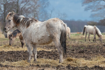 Naklejka na ściany i meble The Konik or Polish Konik, konik polski a Polish breed of pony - Equus ferus caballus on pasture. Photo from Czarnocin in West Pomerania in Poland.