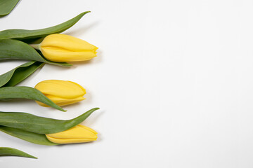 Yellow tulip flowers flat lay on white background with copy space. Easter, mothers day celebration background.