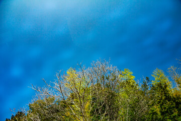 重たい空と木々