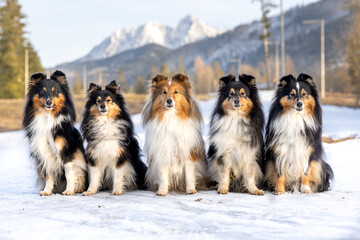 Cute, fur black white tricolor shetland sheepdog, small collie  outdoor portrait on the snow with...
