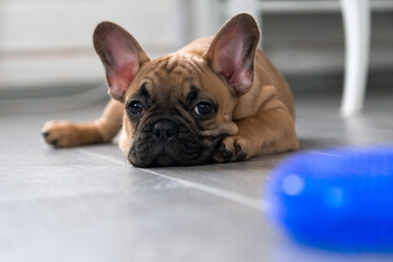 French Bulldog puppy lay on floor at home, sad muzzle, don't want to play