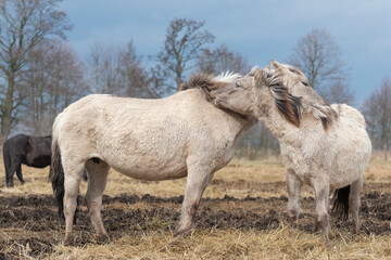 The Konik or Polish Konik, konik polski a Polish breed of pony - Equus ferus caballus on pasture. Photo from Czarnocin in West Pomerania in Poland. © PIOTR
