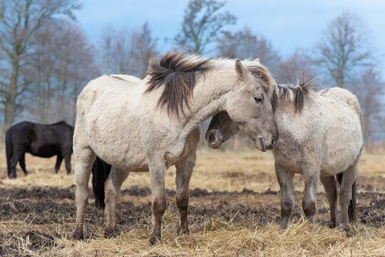 The Konik or Polish Konik, konik polski a Polish breed of pony - Equus ferus caballus on pasture. Photo from Czarnocin in West Pomerania in Poland.