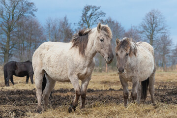 The Konik or Polish Konik, konik polski a Polish breed of pony - Equus ferus caballus on pasture. Photo from Czarnocin in West Pomerania in Poland.