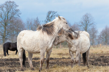 The Konik or Polish Konik, konik polski a Polish breed of pony - Equus ferus caballus on pasture....