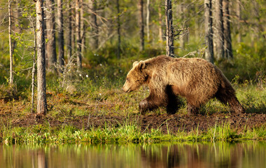 Eurasian Brown bear walking by a pond in the forest