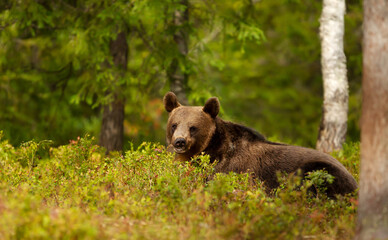 Fototapeta premium Close up of an Eurasian Brown bear in a forest