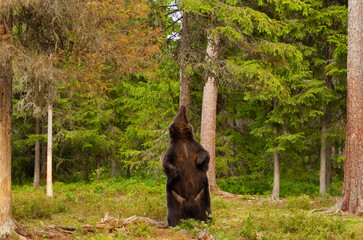 Eurasian Brown bear standing on its rear legs and scratching back against tree