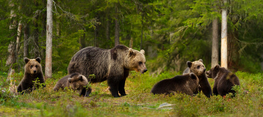 Mama bear and her cute cubs in a forest