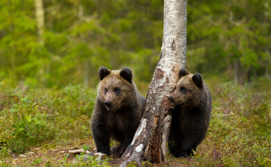 Close up of a cute Eurasian Brown bear cubs in a forest