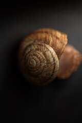 brown spiral shell in soft lighting 
