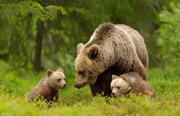 Mama bear and her cute cubs in a forest - obrazy, fototapety, plakaty