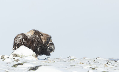 Musk Ox in Dovrefjell mountains in winter