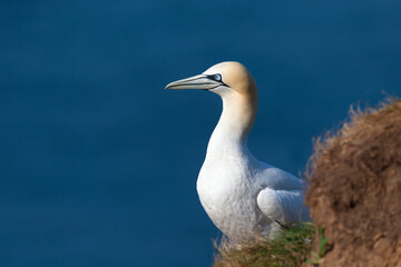 Obraz premium Close up of a Northern gannet sitting on nest
