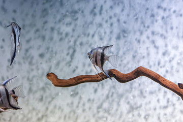 Underwater shot of fish pterophyllum scalare altum